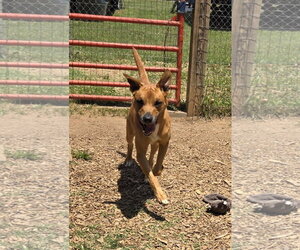 Loki: Not at the shelter (Tiffany) - Male German Shepherd Dog-Redbone Coonhound Mix Dog for Adoption - Photo #13
