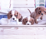 Small #4 Cavalier King Charles Spaniel