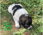 Small Photo #4 Pyredoodle Puppy For Sale in WESTFIELD, WI, USA