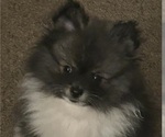 Puppy Porsche Pomeranian