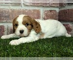 Small #3 Cavalier King Charles Spaniel