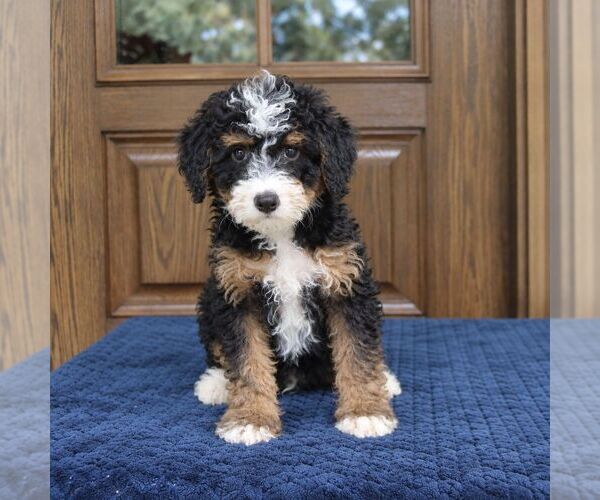 Medium Photo #3 Bernedoodle (Miniature) Puppy For Sale in NARVON, PA, USA