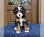 Shadow - Male Bernedoodle (Miniature) Puppy for Sale - Photo #3