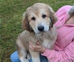 Puppy 2 Golden Pyrenees-Great Pyrenees Mix