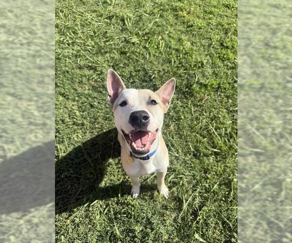 Medium Photo #3 Bull Terrier-Unknown Mix Puppy For Sale in Plano, TX, USA