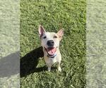 Small #2 Bull Terrier Mix