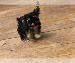 Havashire Puppy for sale in THAYER, KS, USA
