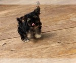 Image preview for Ad Listing. Nickname: Tiny