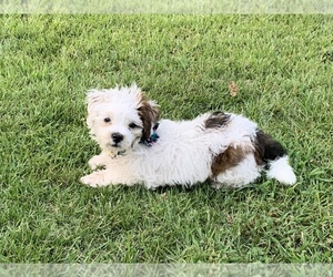 Maltipom-Maltipoo Mix Puppy for sale in KANSAS CITY, MO, USA