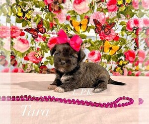 Shih Tzu Puppy for sale in WINNSBORO, LA, USA
