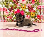 Image preview for Ad Listing. Nickname: Tiny Tara