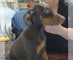 Small #2 Doberman Pinscher