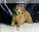 Small #4 Maltipoo