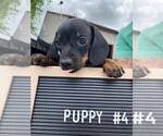 Small Photo #8 Dachshund Puppy For Sale in CONCORDIA, MO, USA