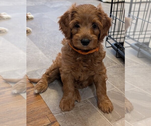 Medium Photo #2 Miniature Labradoodle Puppy For Sale in SYCAMORE, IL, USA