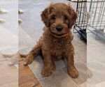 Small #1 Miniature Labradoodle