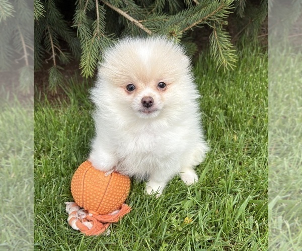 Medium Photo #2 Pomeranian Puppy For Sale in MIDDLEBURY, IN, USA