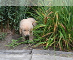 Puppy Rain Golden Retriever
