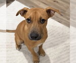 Small Photo #4 Labrador Retriever-Unknown Mix Puppy For Sale in Tarrytown, GA, USA