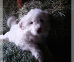 Small Photo #4 Great Pyrenees Puppy For Sale in RONAN, MT, USA