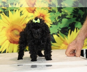 Poodle (Toy) Puppy for sale in DYERSBURG, TN, USA