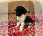Puppy Cookie Goldendoodle
