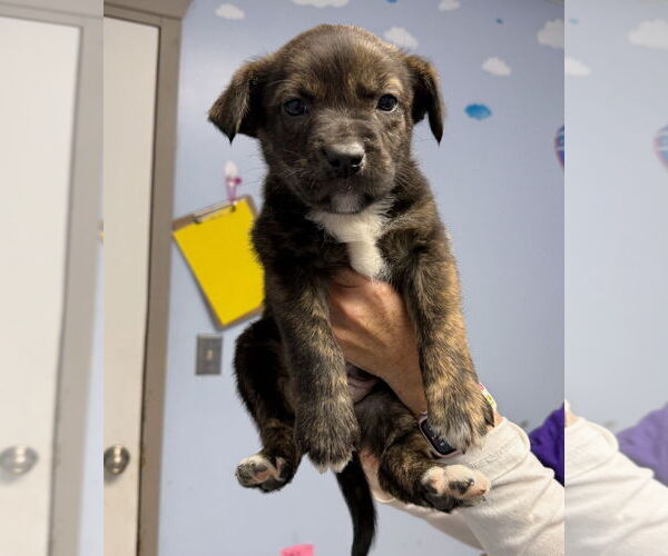 Medium Photo #3 Boxador Puppy For Sale in GILBERTS, IL, USA
