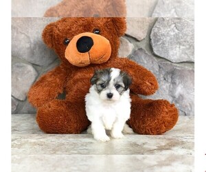 Zuchon Puppy for sale in AMITY, NC, USA