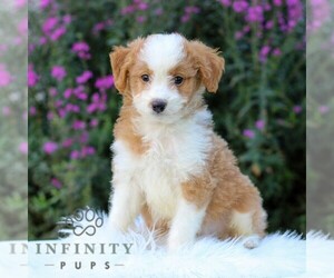 Aussiedoodle Miniature  Puppy for sale in MANHEIM, PA, USA