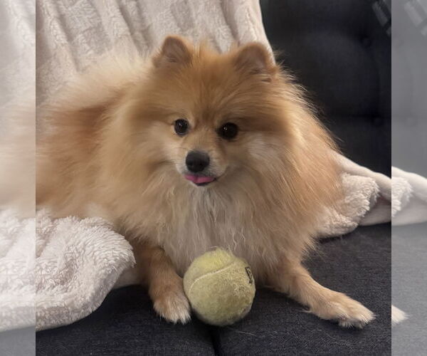 Medium Photo #3 Pomeranian Puppy For Sale in Fargo, ND, USA