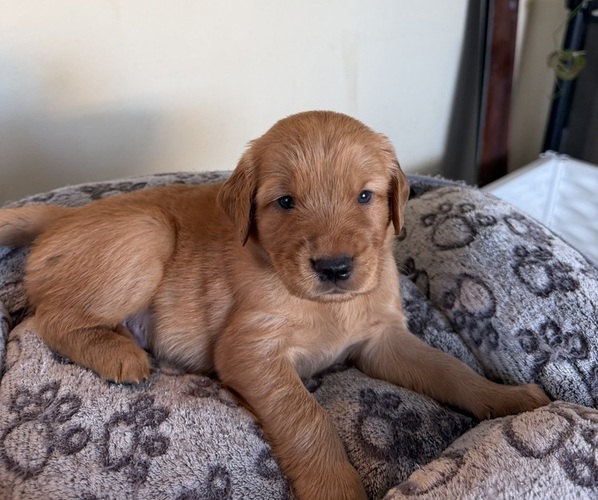 Medium Photo #5 Golden Retriever Puppy For Sale in SACRAMENTO, CA, USA