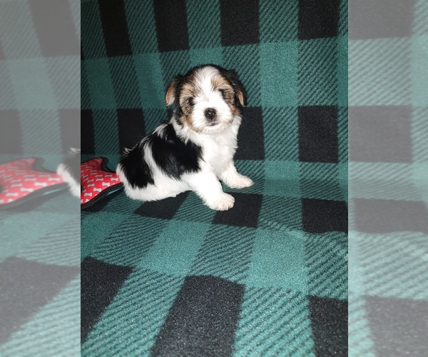Medium Photo #3 Morkie Puppy For Sale in LAPEER, MI, USA