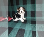 Small #2 Morkie
