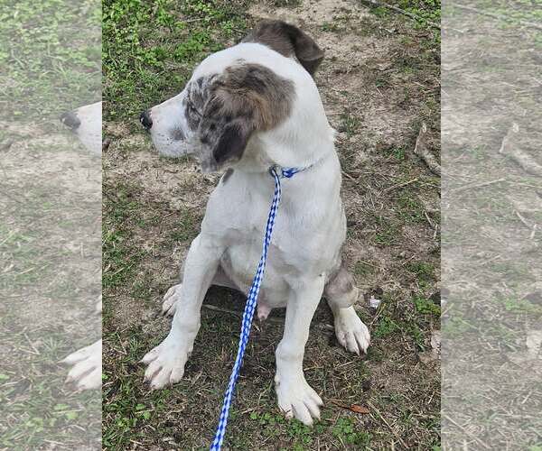 Medium Photo #15 Australian Shepherd-Unknown Mix Puppy For Sale in Wakefield, RI, USA