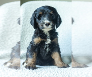 Medium Aussiedoodle-Bernedoodle Mix