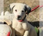 Small Labrador Retriever Mix