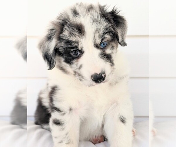 Medium Photo #1 Australian Shepherd Puppy For Sale in HOHENWALD, TN, USA