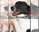 Small #19 Labrador Retriever Mix