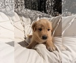 Litter of 8 - Male(s) and Female(s) Goberian-Labrador Retriever MixLitter of Puppies for Sale - Photo #5