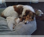 Small Photo #10 Collie Puppy For Sale in HARVEY, ND, USA