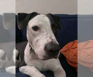 Mutt Dogs for adoption in Louisville, KY, USA