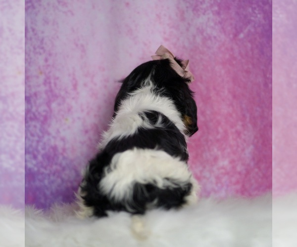 Medium Photo #9 Cavalier King Charles Spaniel Puppy For Sale in WARSAW, IN, USA