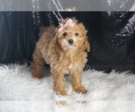 Small Photo #21 Poodle (Toy) Puppy For Sale in WARSAW, IN, USA