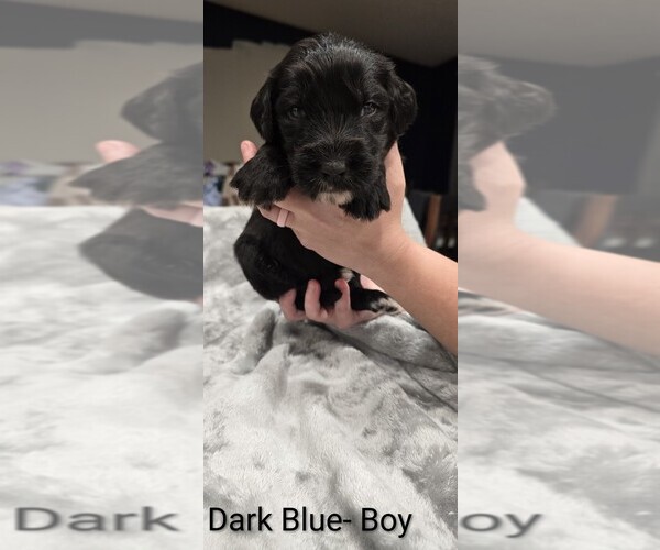 Medium Photo #2 Aussiedoodle Puppy For Sale in BOONEVILLE, AR, USA