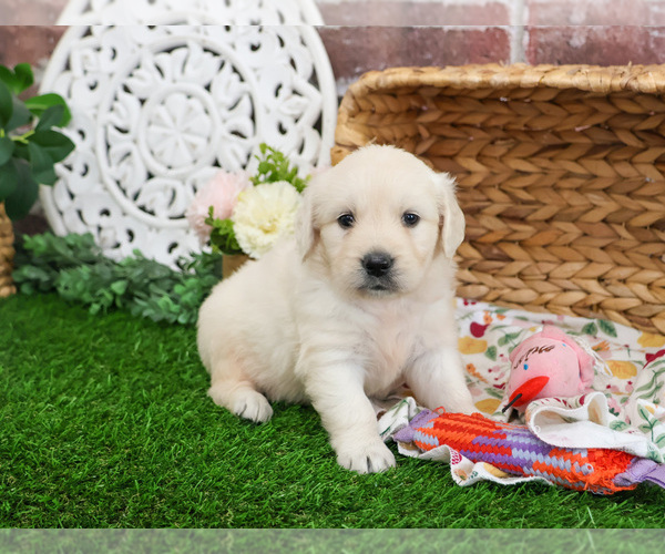 Medium Photo #3 Golden Retriever Puppy For Sale in SYRACUSE, IN, USA
