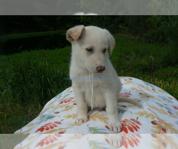 Medium Photo #7 German Shepherd Dog Puppy For Sale in PIEDMONT, MO, USA
