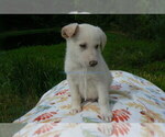 Small #6 German Shepherd Dog