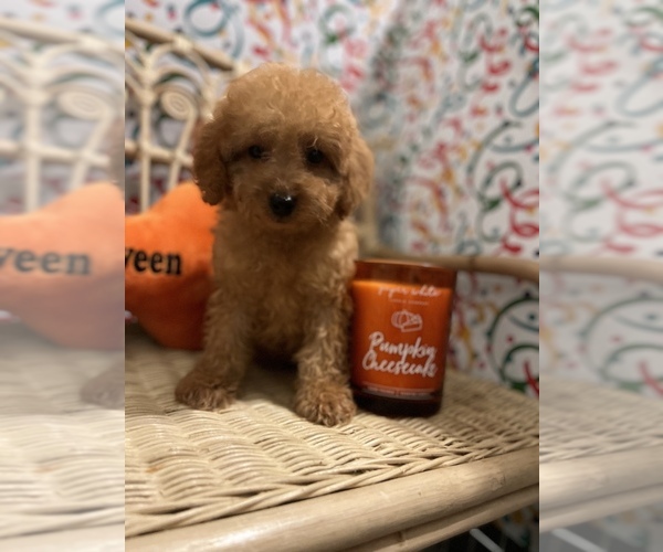 Medium Photo #9 Goldendoodle (Miniature) Puppy For Sale in LAS VEGAS, NV, USA
