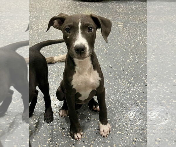 Medium Photo #1 American Pit Bull Terrier-Labrador Retriever Mix Puppy For Sale in Brewster, NY, USA