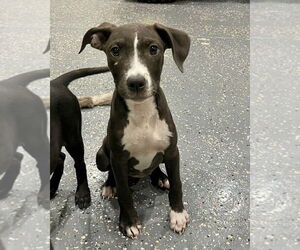 American Pit Bull Terrier-Labrador Retriever Mix Dogs for adoption in Brewster, NY, USA